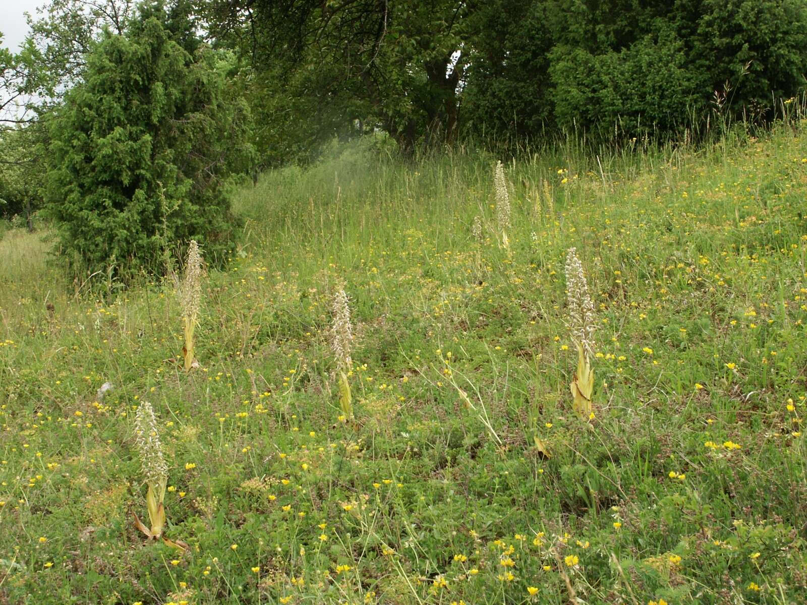 Image of Lizard orchid