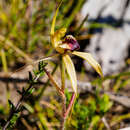 Caladenia clavigera A. Cunn. ex Lindl. resmi