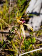 Image of Plain-lip spider orchid