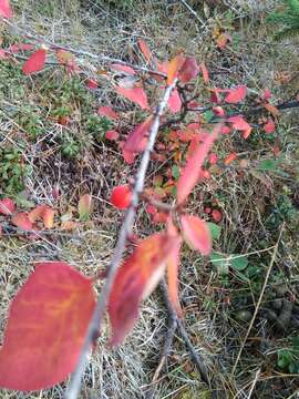 Imagem de Cotoneaster cinnabarinus Juz.