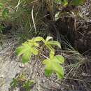 Rubus lineatus Reinw. resmi