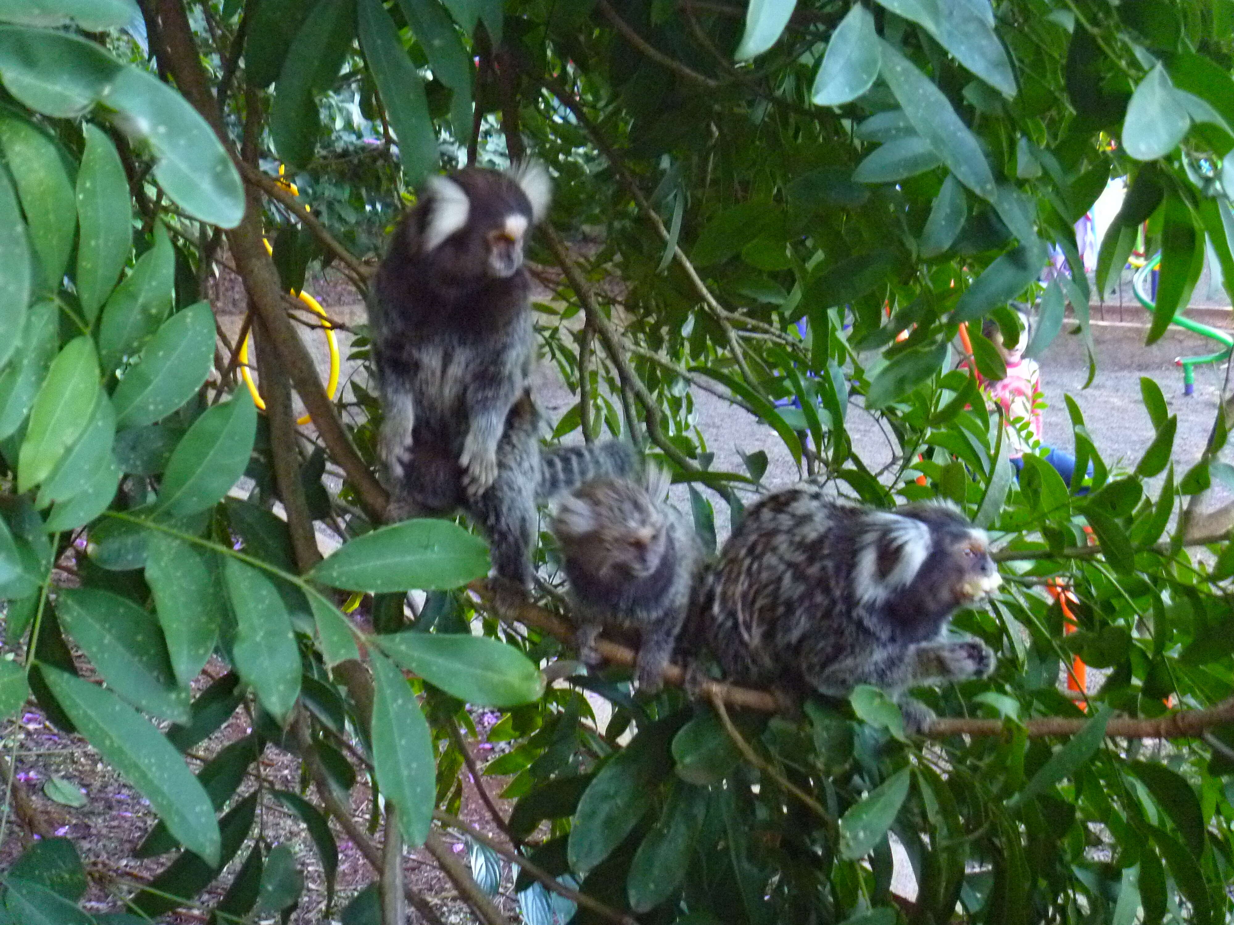 Image of Common Marmoset