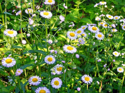 Image of eastern daisy fleabane