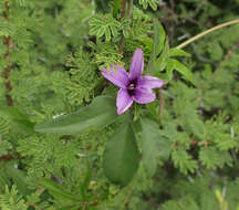 Imagem de Ipomoea hochstetteri House