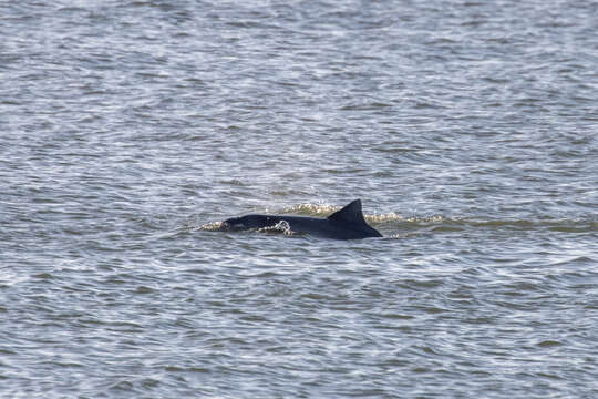 Image of Estuarine Dolphin