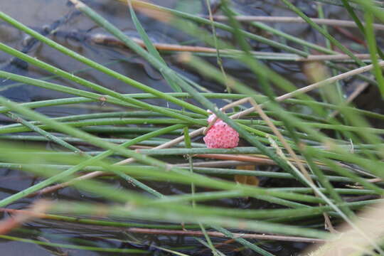 Image of Channeled Applesnail