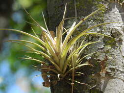 Image of Tillandsia pohliana Mez