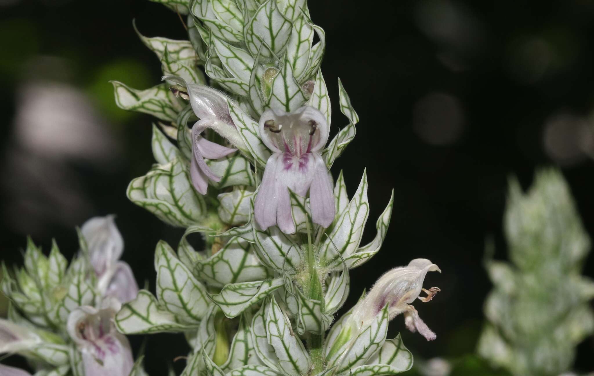 Image of squirrel's tail