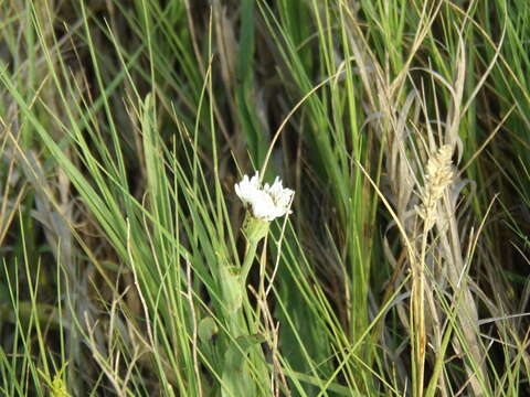 Image of Picrosia longifolia D. Don