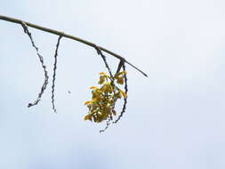 Image of Epidendrum polyanthum Lindl.