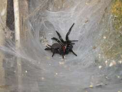 Image of Black tunnelweb