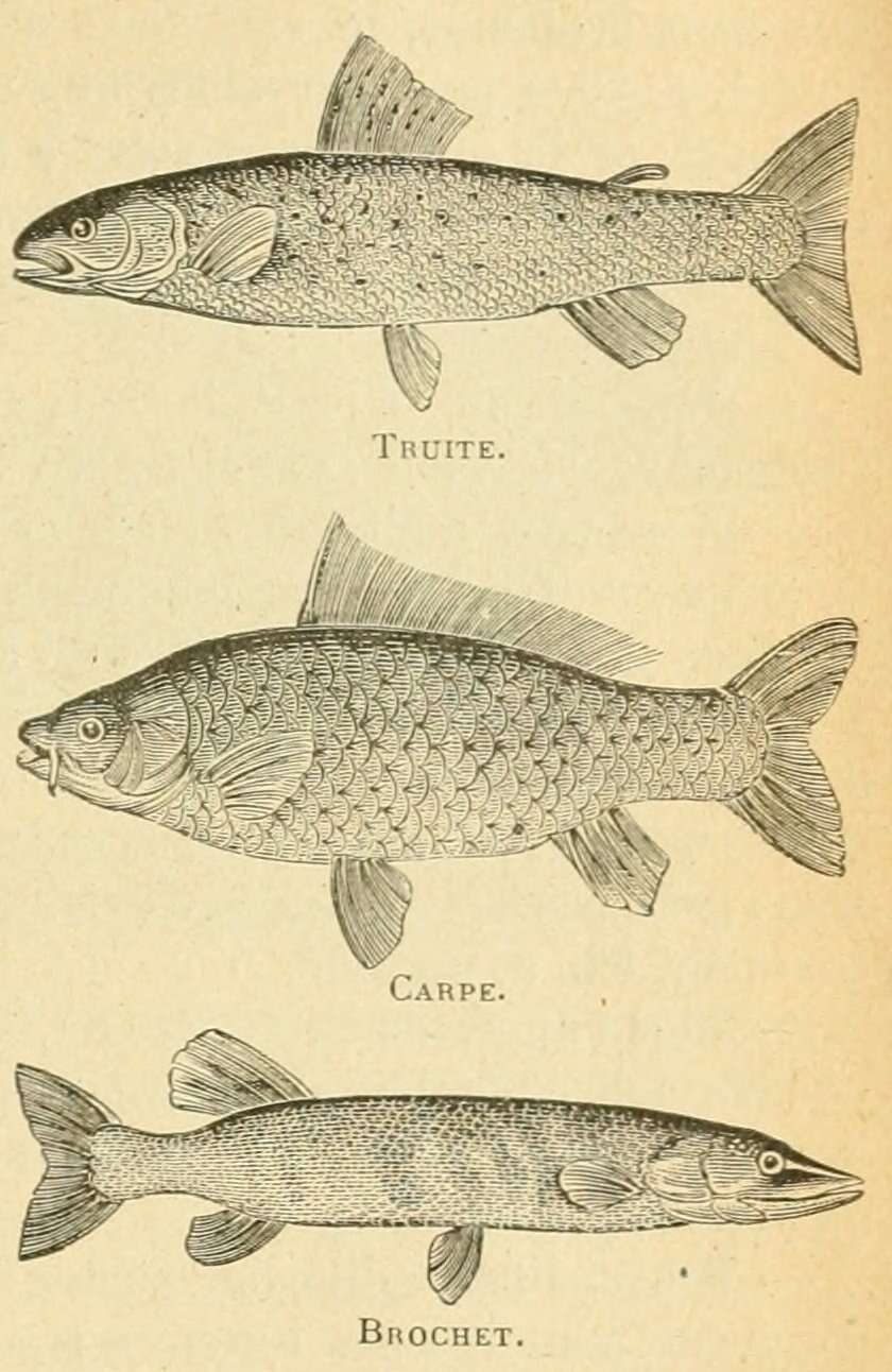 Image of Brown Trout