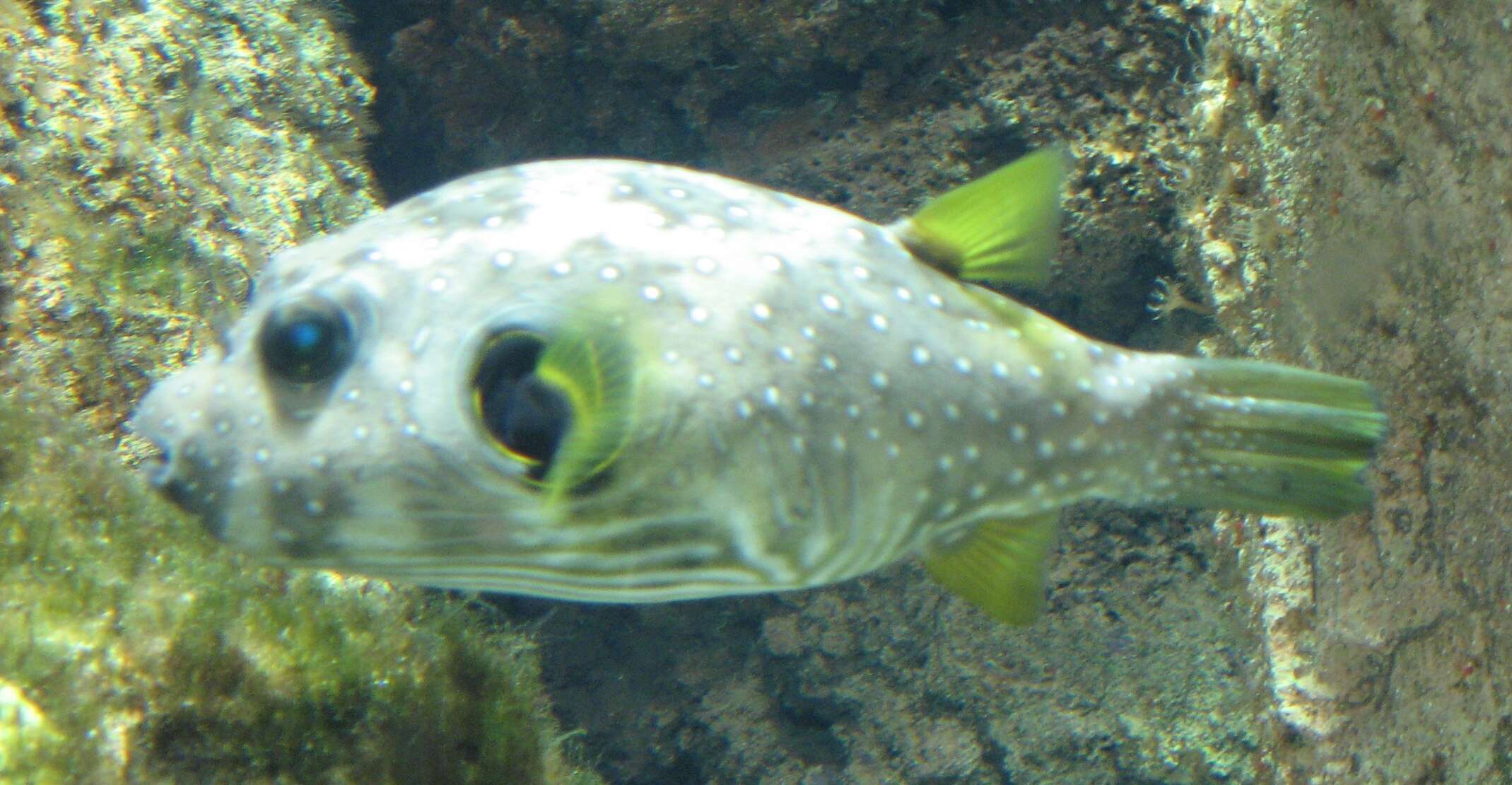 Image of Broadbarred Toadfish