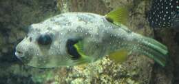 Image of Broadbarred Toadfish