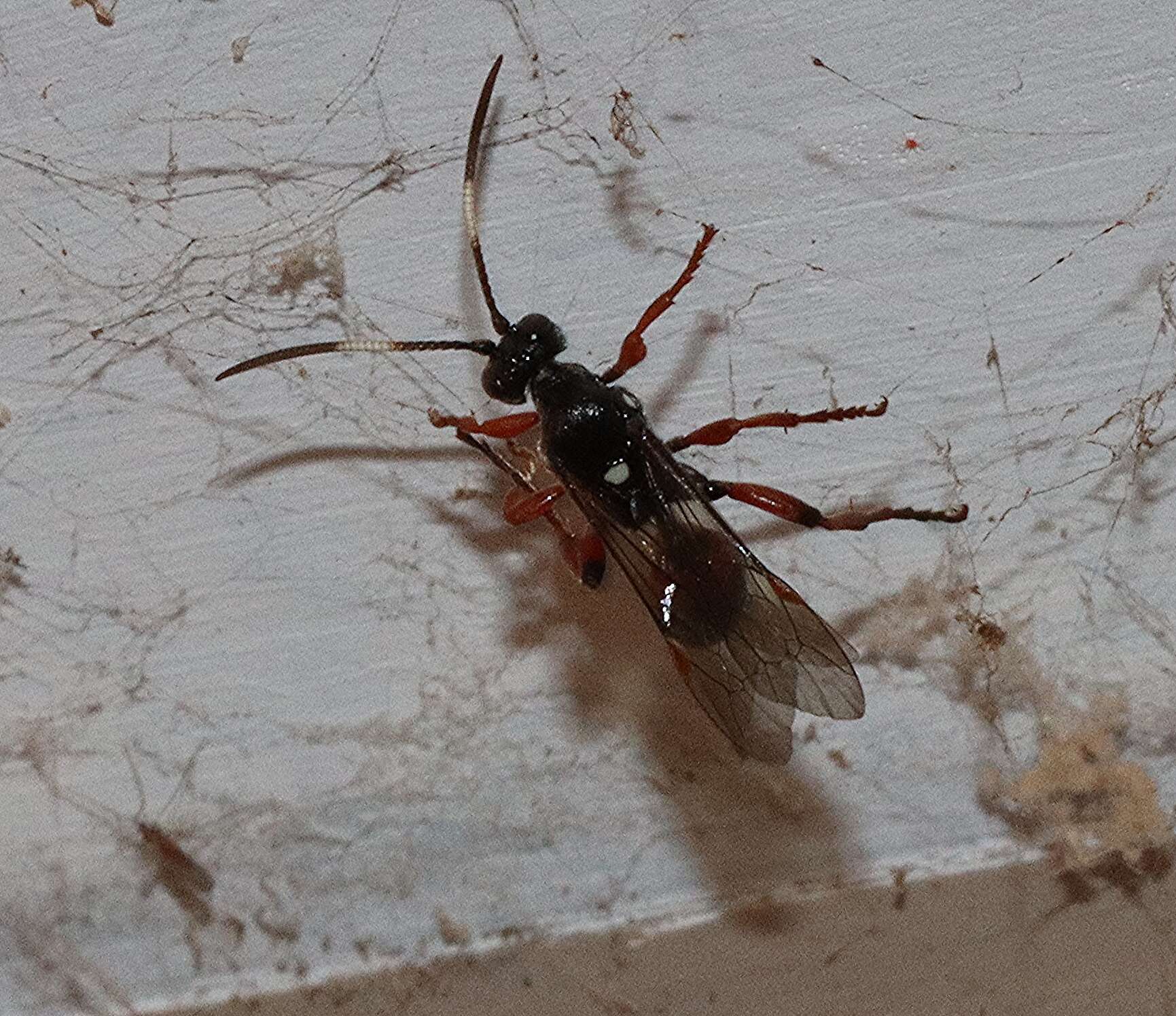 Ichneumon promissorius Erichson 1842的圖片