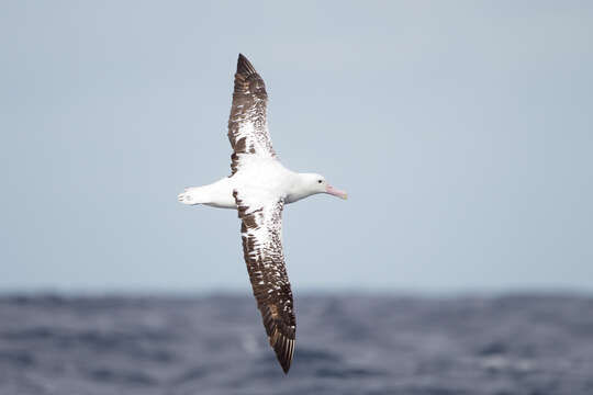 Image of Antipodean Albatross