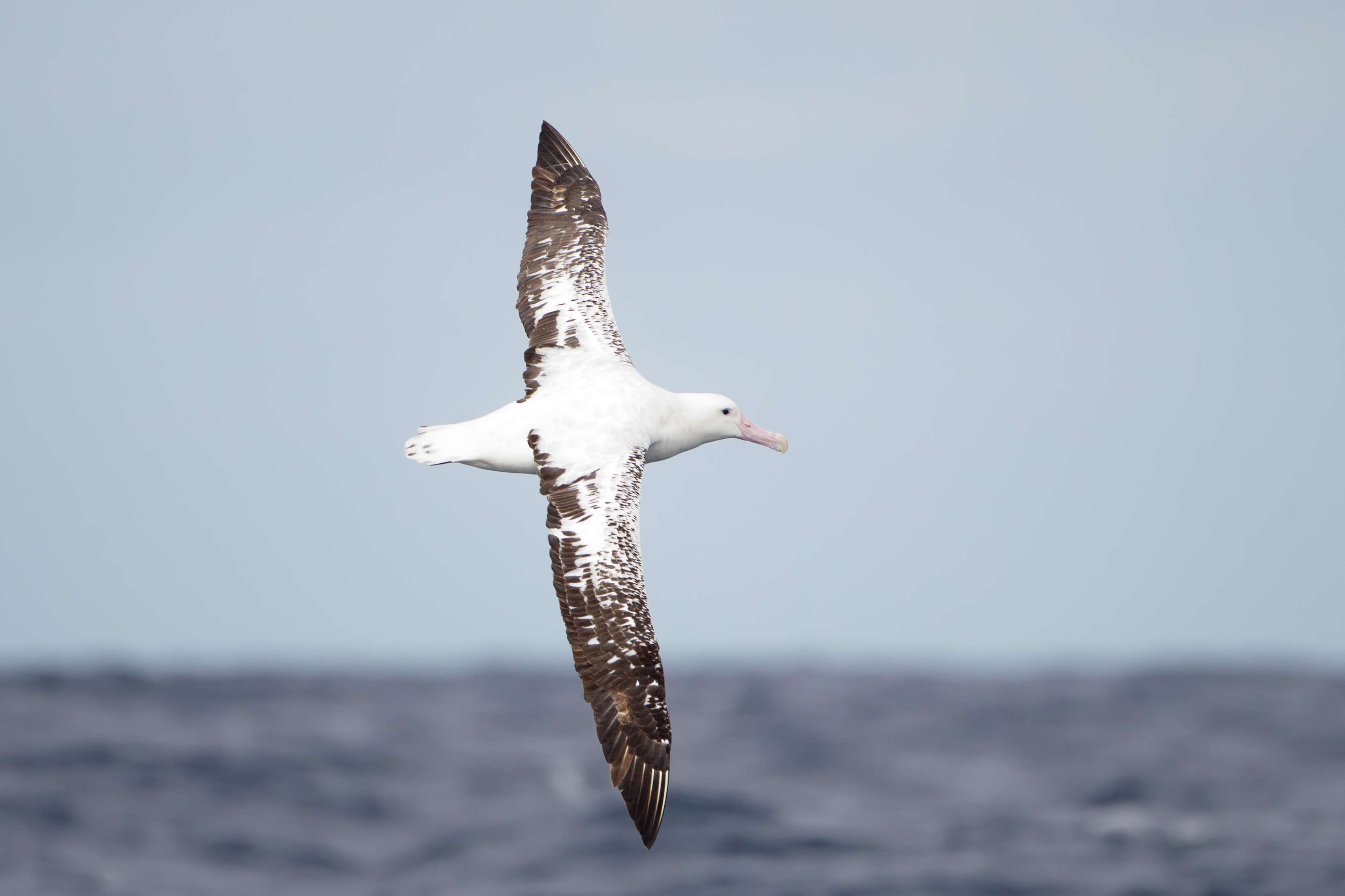 antipod albatrosu resmi