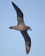 Image of Great-winged Petrel