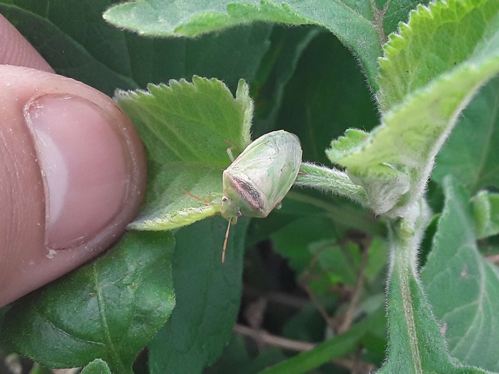 Image of Red-banded Stink Bug