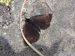 Image of Black Ringlet