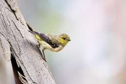 Image of Forty-spotted Pardalote