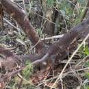 Image of Santa Cruz Island manzanita