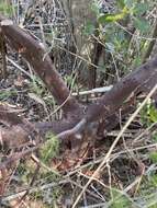 Image of Santa Cruz Island manzanita