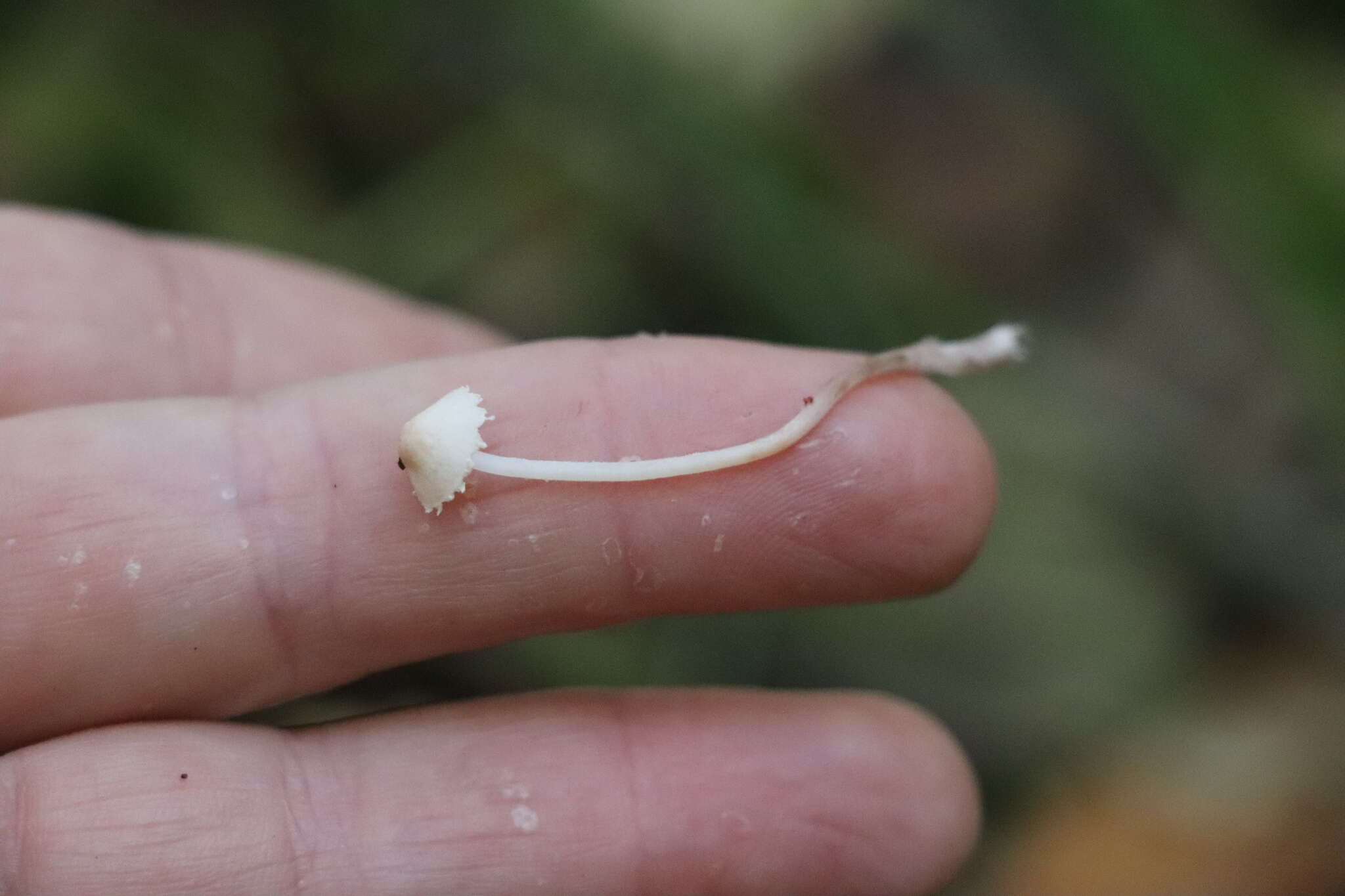 Image of Cystolepiota seminuda (Lasch) Bon 1976