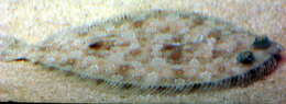 Image of Wide-eyed Flounder