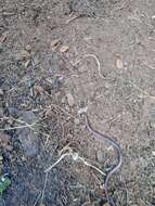 Image of Beaked Blind Snake