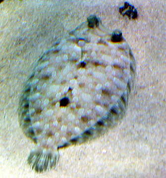 Image of Wide-eyed Flounder