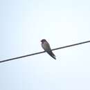 Image of Angola Swallow