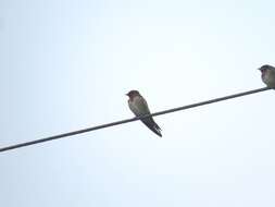 Image of Angola Swallow