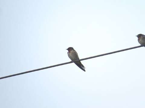 Hirundo angolensis Barboza du Bocage 1868 resmi