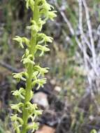 Imagem de Platanthera cooperi (S. Watson) R. M. Bateman