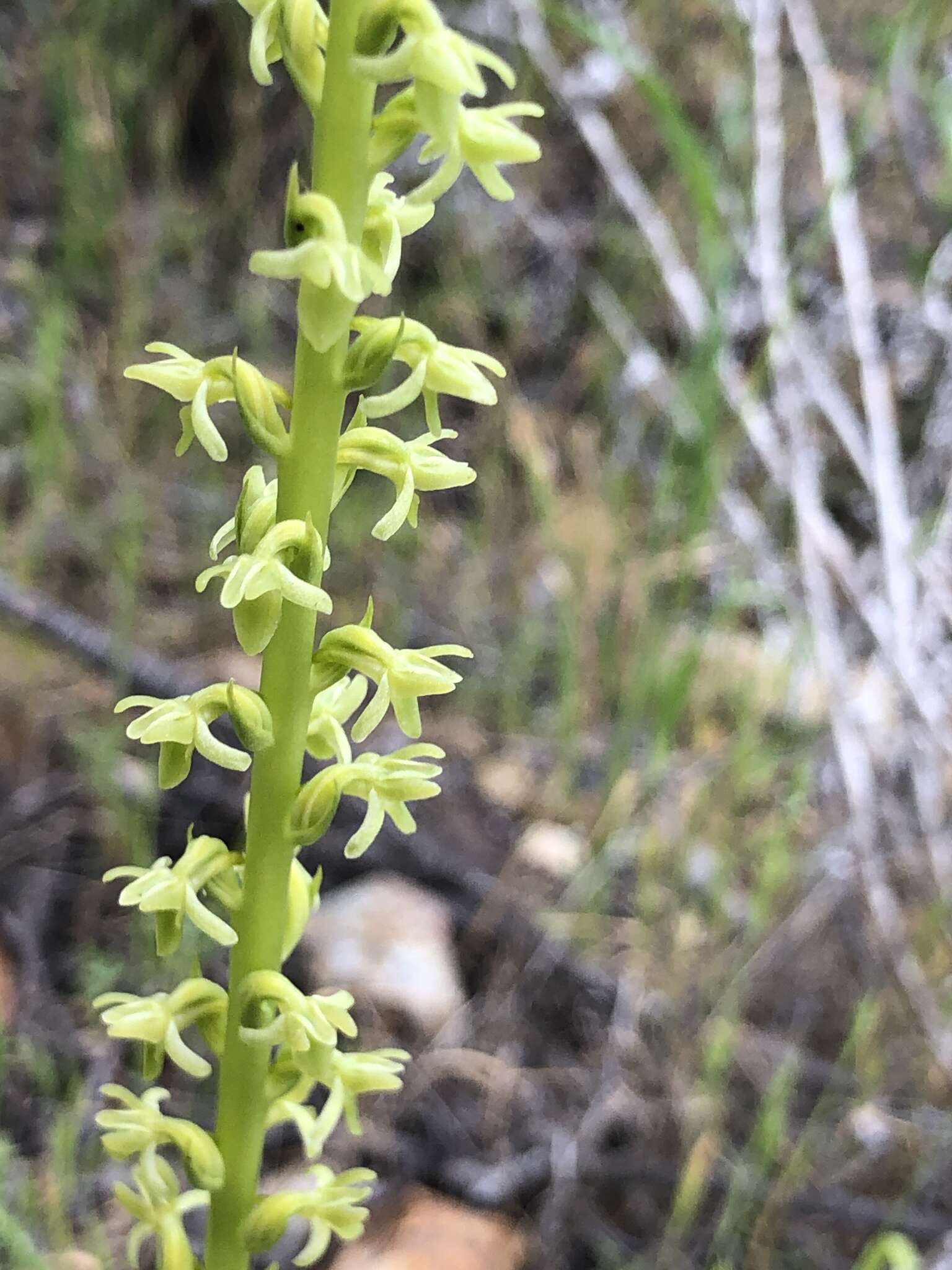 Plancia ëd Platanthera cooperi (S. Watson) R. M. Bateman