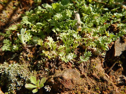 Image of carpet burrweed