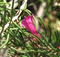 Image of Emu Bush