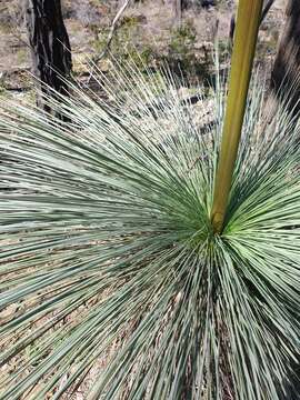 Image of Xanthorrhoea glauca D. J. Bedford