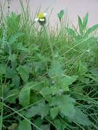 Image de Tridax procumbens L.