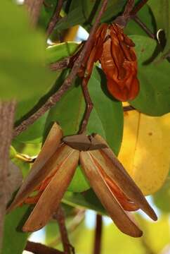 Image of Arnicratea grahamii (Wight) N. Hallé