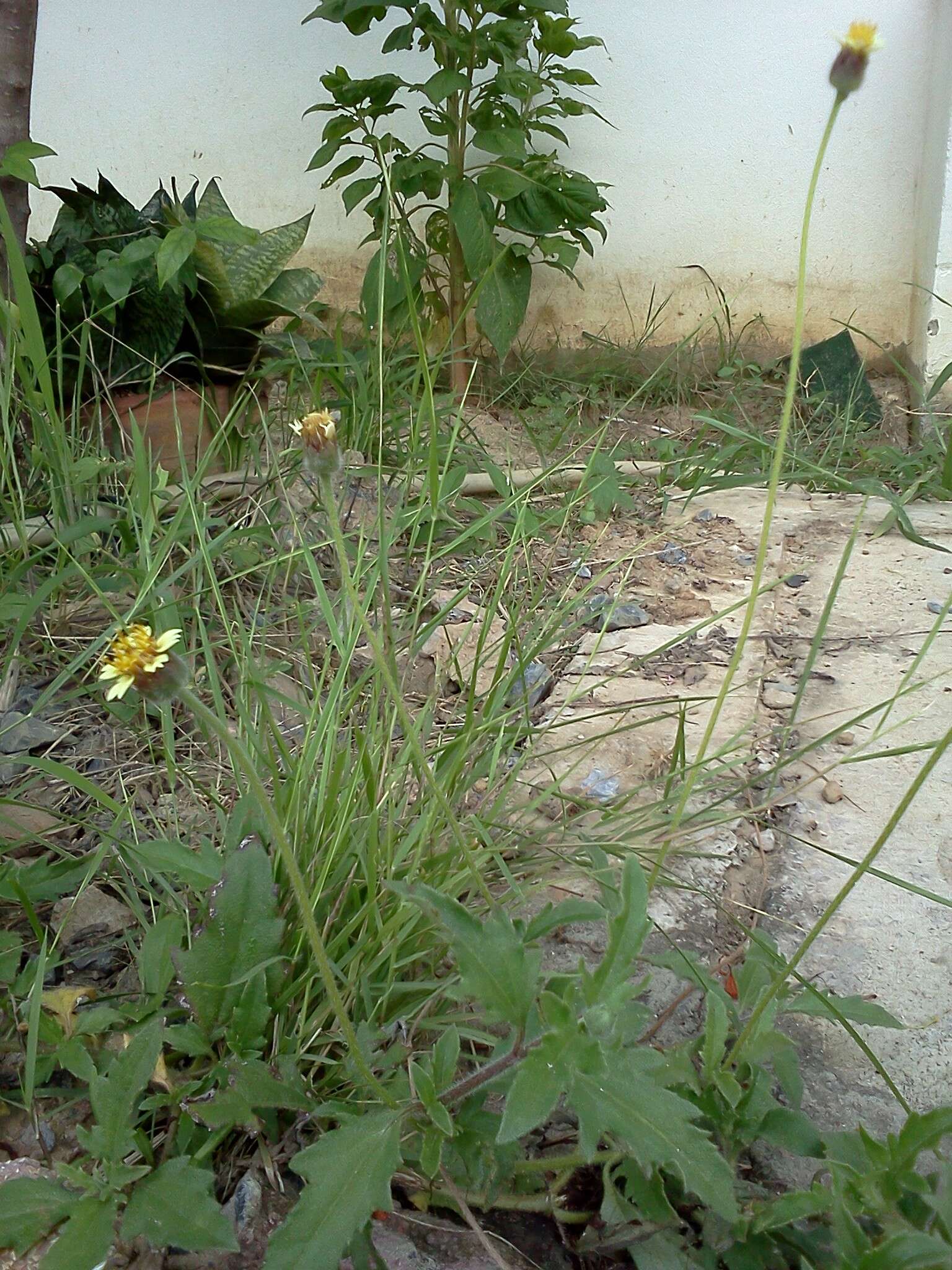 Image de Tridax procumbens L.