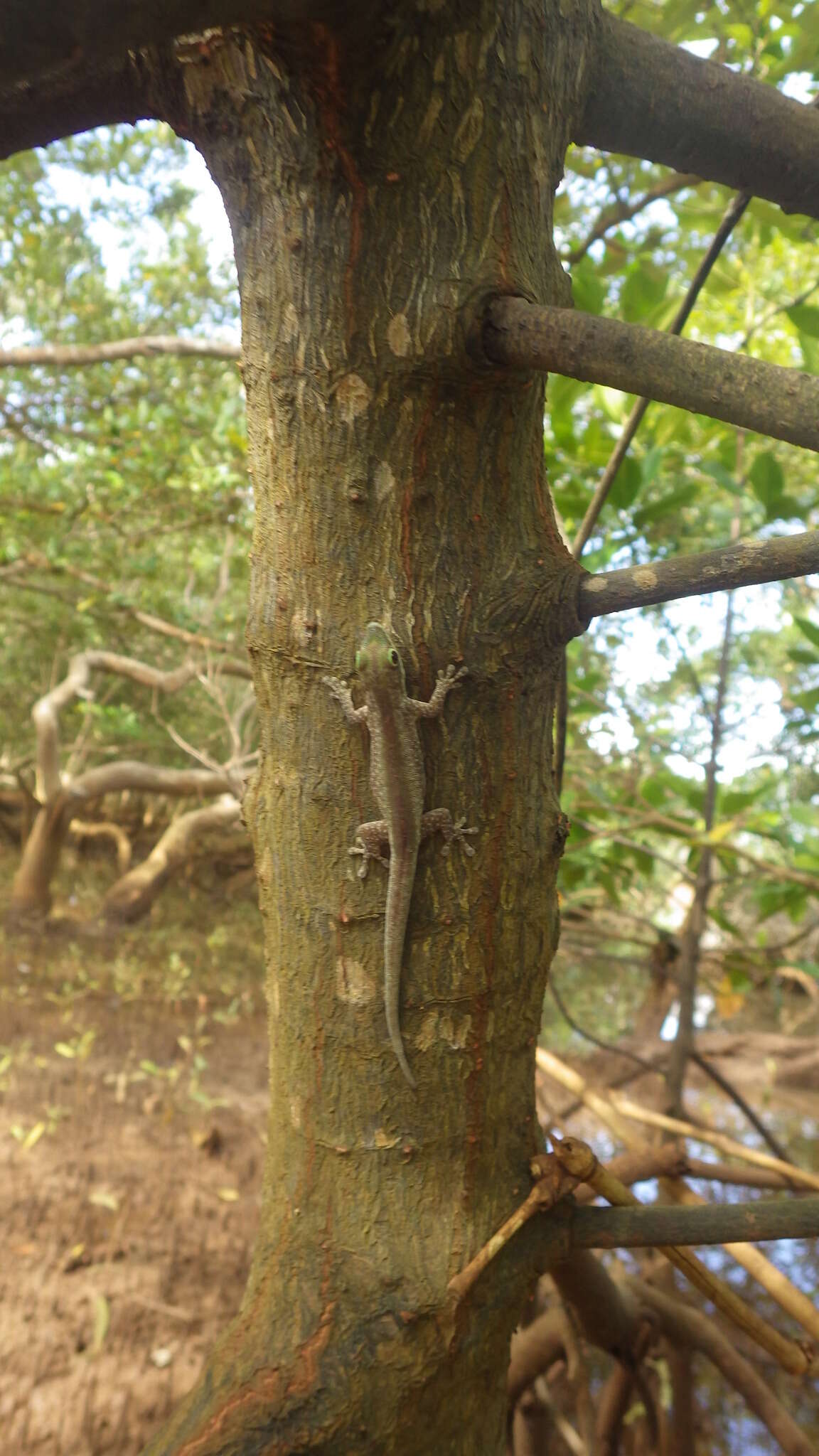 Image of Mertens' Day Gecko