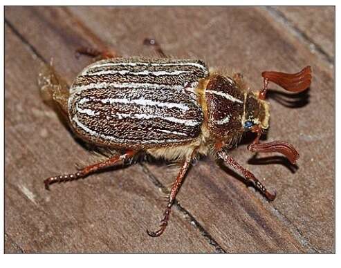 Image of Mount Hermon June beetle