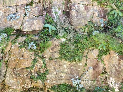 Image de Xerophyta elegans (Balf.) Baker