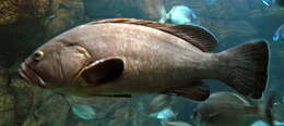 Image of Dusky Grouper