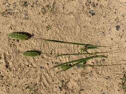 صورة Rostraria cristata (L.) Tzvelev