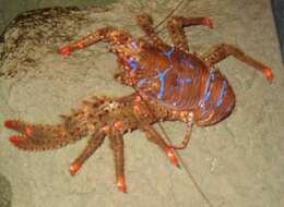 Image of spinous squad lobster