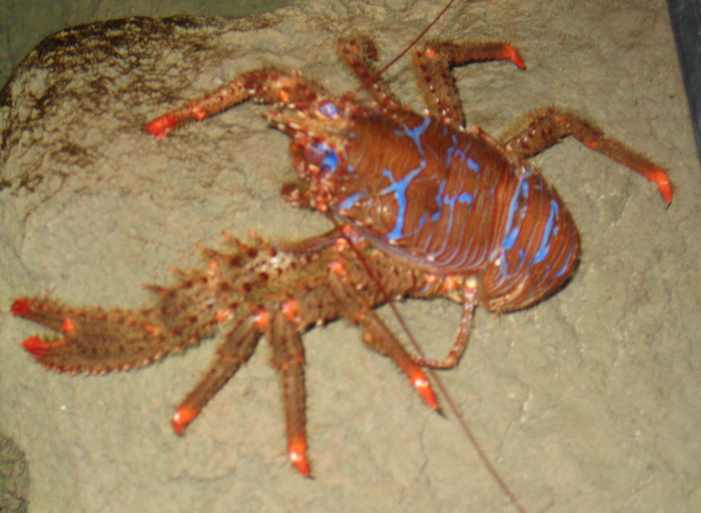 Image of spinous squad lobster