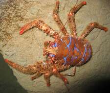 Image of spinous squad lobster